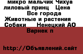 микро мальчик Чихуа лиловый принц › Цена ­ 90 - Все города Животные и растения » Собаки   . Ненецкий АО,Варнек п.